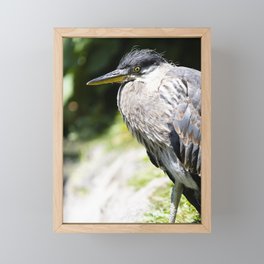 Baby Great Blue Heron Framed Mini Art Print