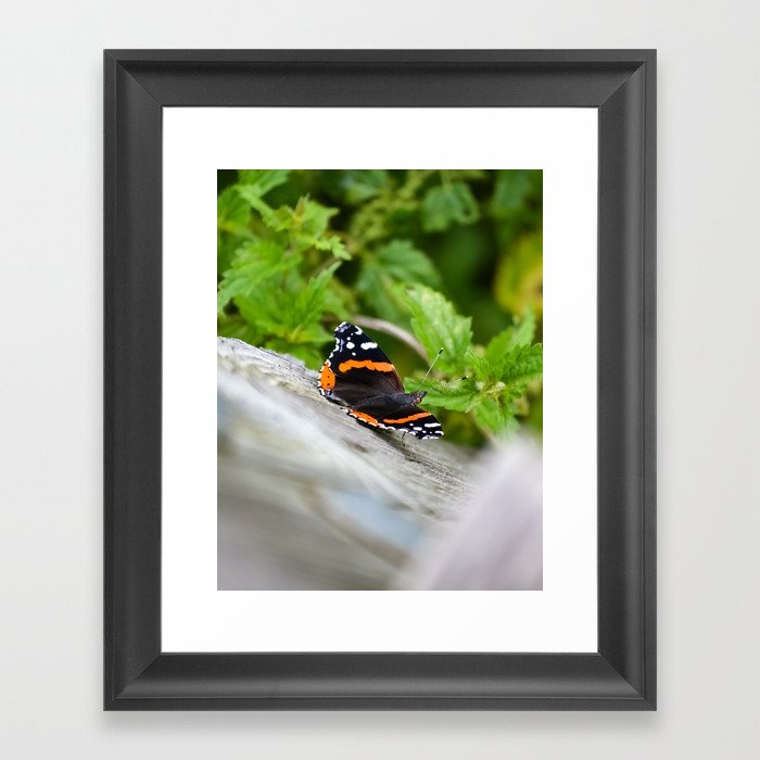 Butterfly Resting Framed Art Print