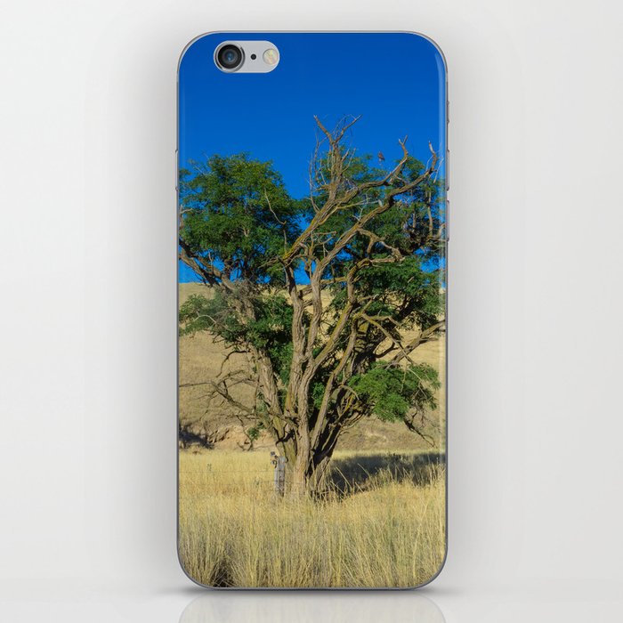 Hawk in Tree, Great Plains Nature iPhone Skin