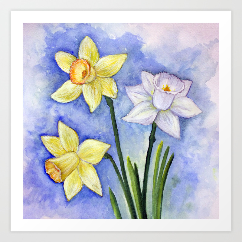 Daffodils Narcissus Flower Blossom Spring Floral Botanical