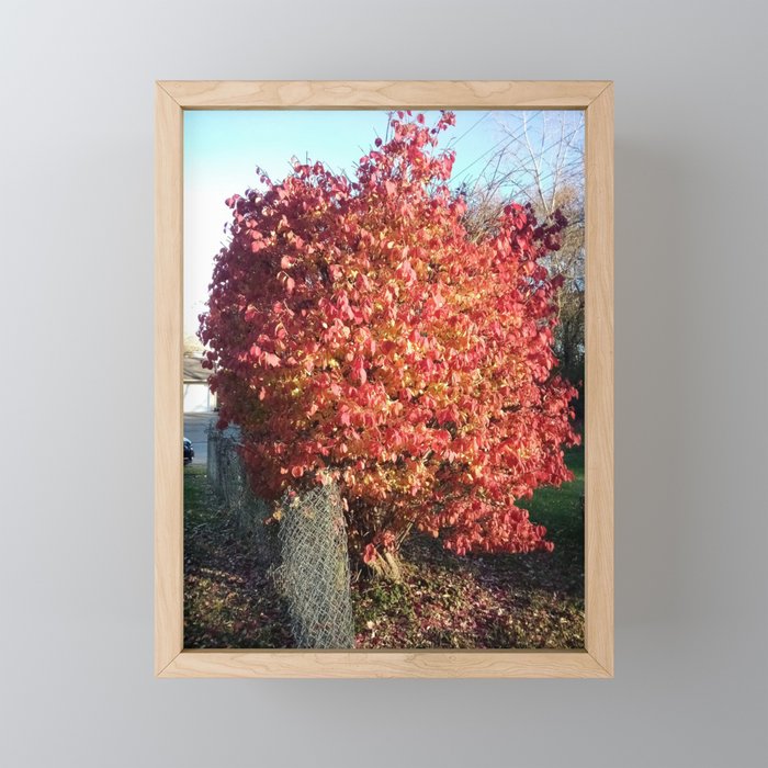 Bush with its colored leaves Framed Mini Art Print