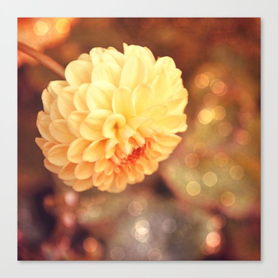 Autumn dahlia Canvas Print