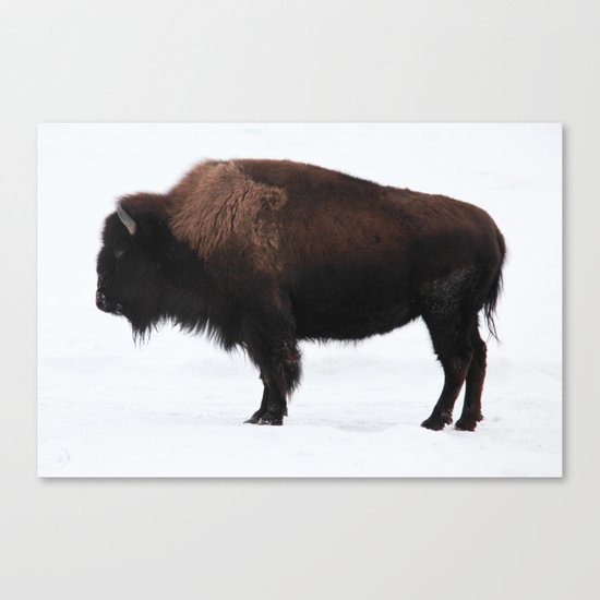 Bison Canvas Print