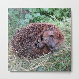 Erinaceidae,small hedgehog, wild living, sleeping in the grass Metal Print | Nature, Funny, Photo, Animal 