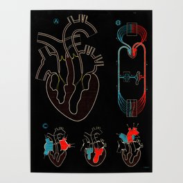Paul Sougy: The Human Heart, 1950s (proceeds benefit The Nature Conservancy) Poster