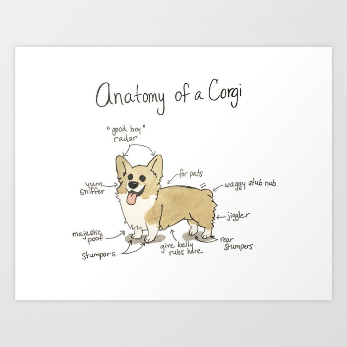 Anatomy of a Corgi Kunstdrucke Anatomy of a Corgi Kunstdrucke