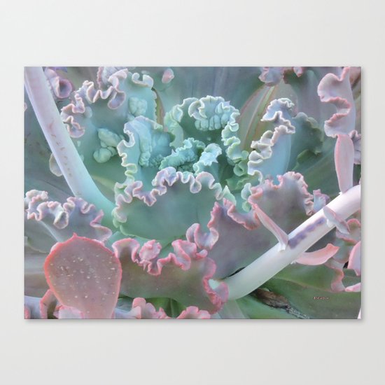 Succulent in the Sand Canvas Print