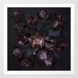 Black tulips on dark background Art Print