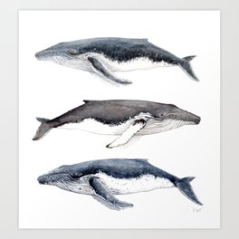 Humpback whales Art Print