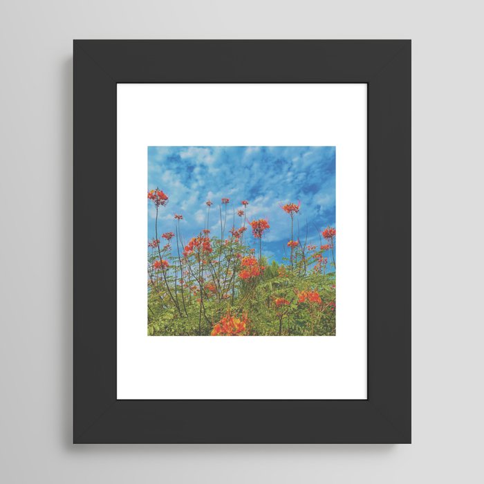 Phoenix Jubilee In Bloom | Floral Photography Home Decor Framed Art Print