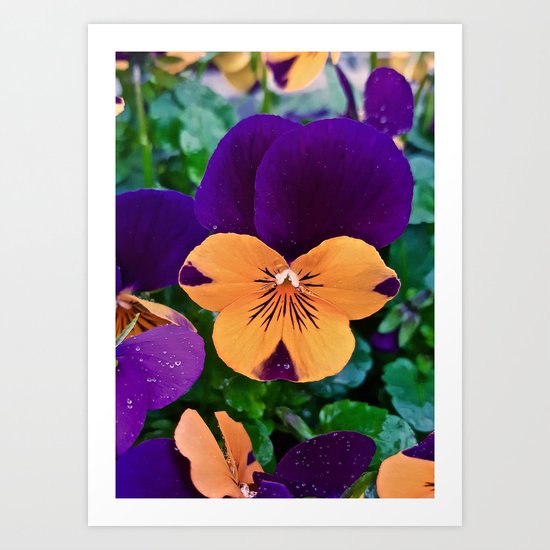 Pansy; Clear and Calm Art Print