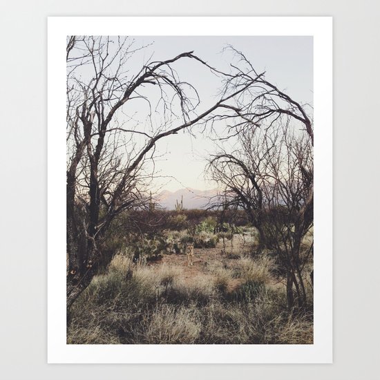 Coyote Canopy Art Print