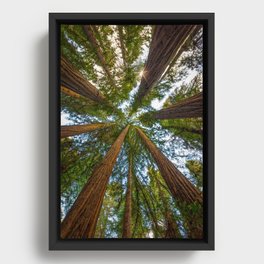Redwood Forest Canopy Framed Canvas