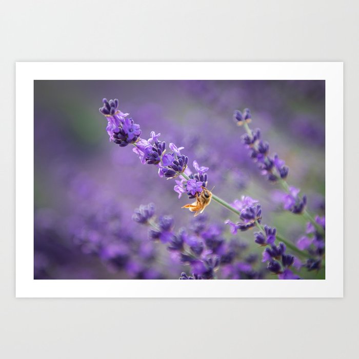 Honey Bee Pollinating Lavender Art Print