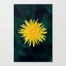 yellow flower in the middle Canvas Print