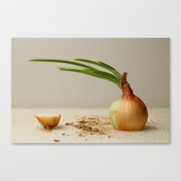 Sliced onion Canvas Print