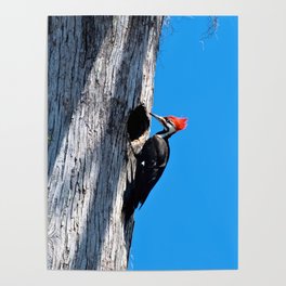 Bayou Bird: Pileated Woodpecker Poster