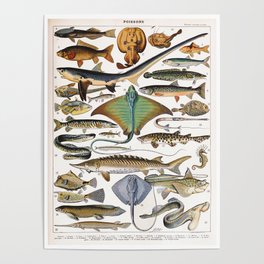 Adolphe Millot - Poissons A - French vintage nautical poster Poster