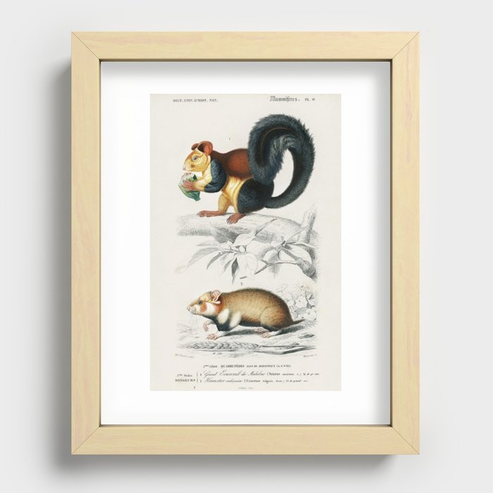 Squirrel (Sciurus) and Hamster (Cricetus)illustrated by Charles Dessalines D' Orbigny (1806-1876). Recessed Framed Print