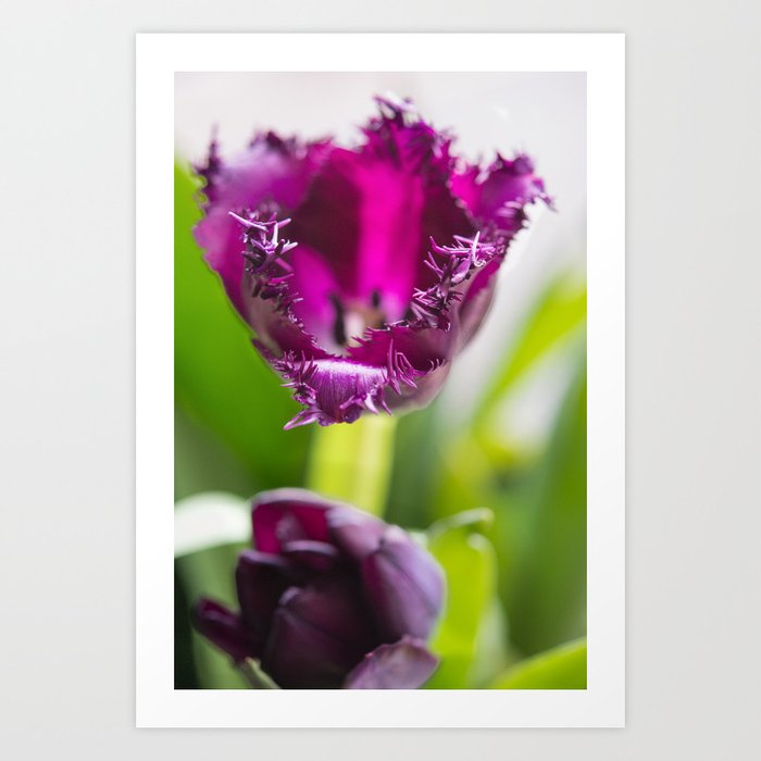 Tulip Lace Art Print