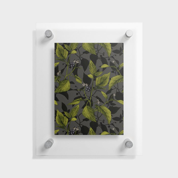 Black Nightshade Plant on Gray Floating Acrylic Print