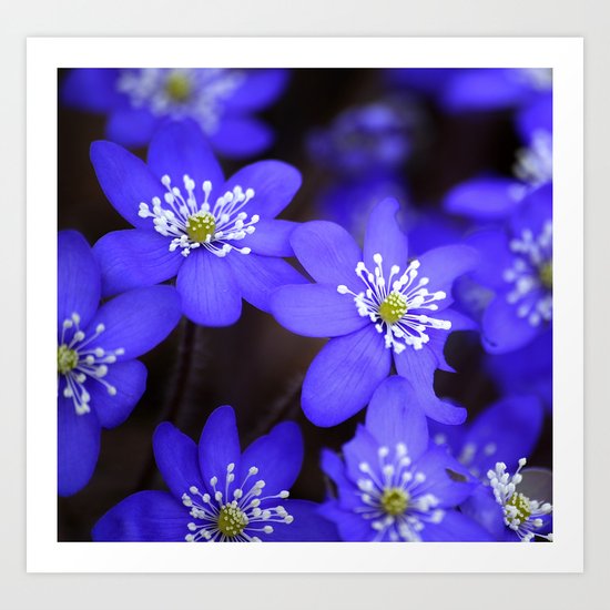 First Spring Flowers Art Print