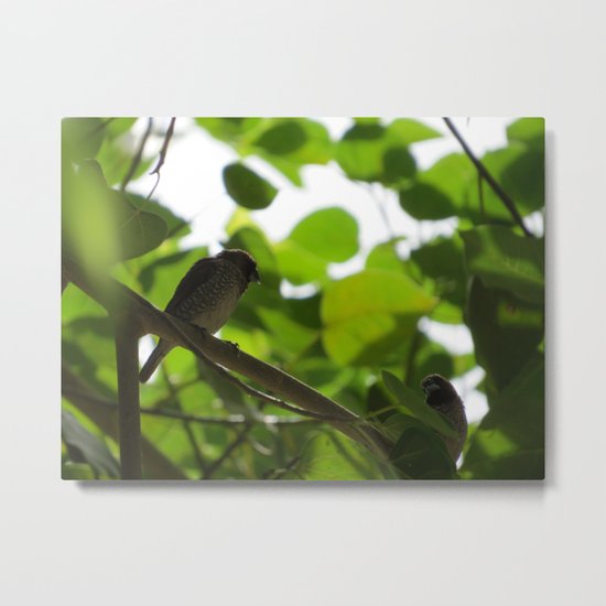 First Attraction Unaltered Metal Print