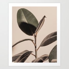 Rubber Plant Fig. 03 Art Print
