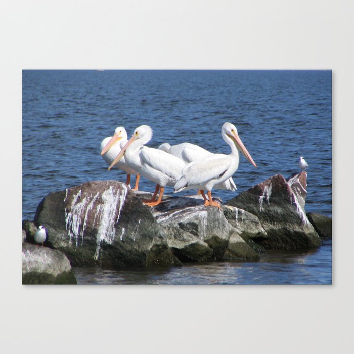 White Pelicans Canvas Print