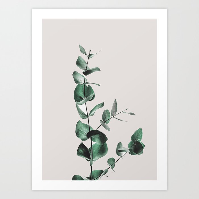 Eucalyptus Kunstdrucke Eucalyptus Kunstdrucke