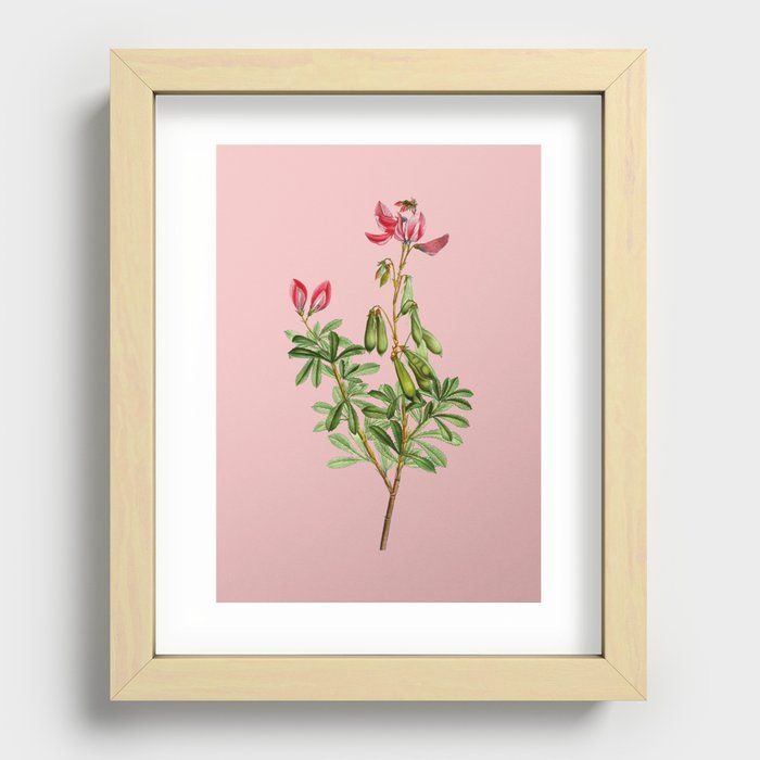 Vintage Restharrows Botanical Illustration on Pink Recessed Framed Print