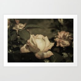 Vintage Rose Garden Art Print