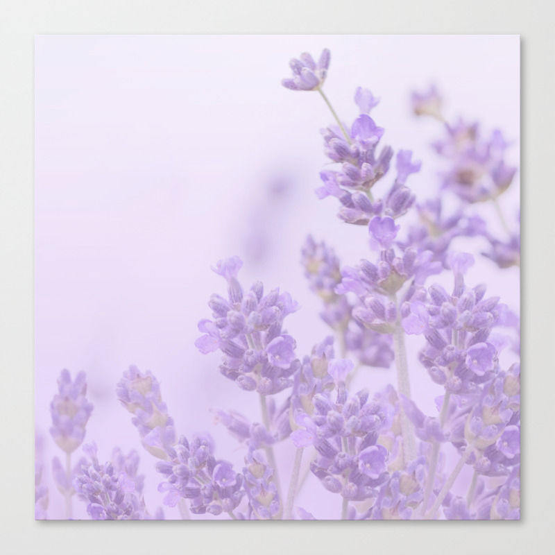 Lovely Lavenders Pastel Purple Background #decor #society6 #buyart Canvas  Print by Päivi Vikström | Society6