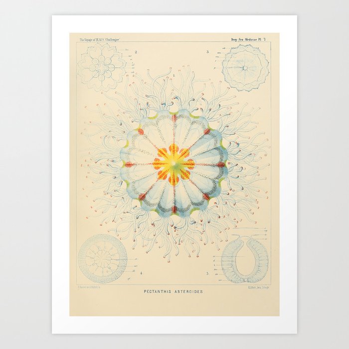 Art Print