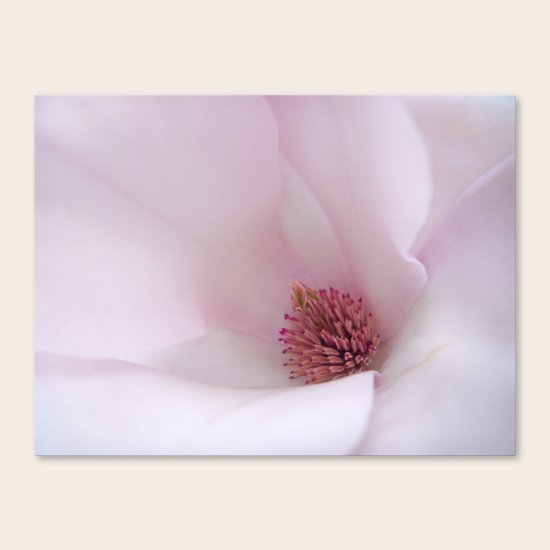 Magnolia Canvas Print