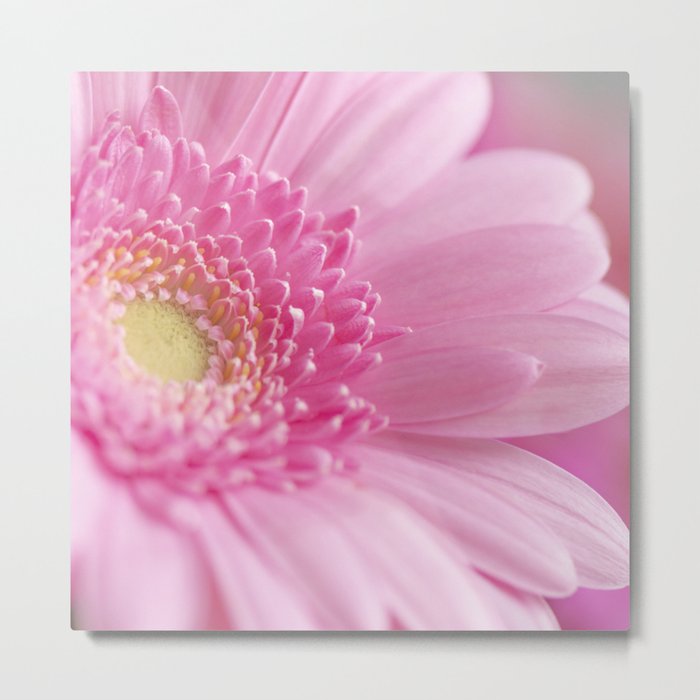 Bright pink gerbera - floral romantic nature photography Metal Print