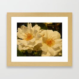 White Roses Framed Art Print