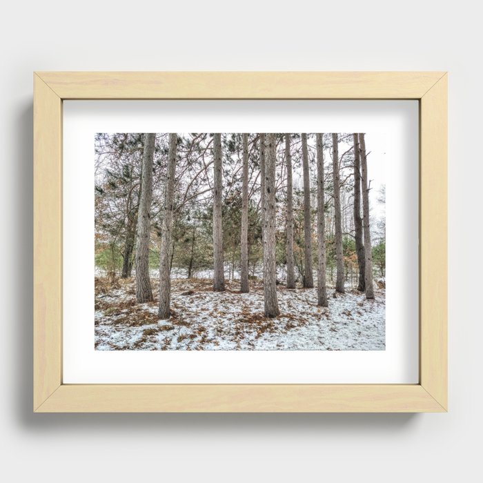 Michigan Pine Trees in Winter Recessed Framed Print