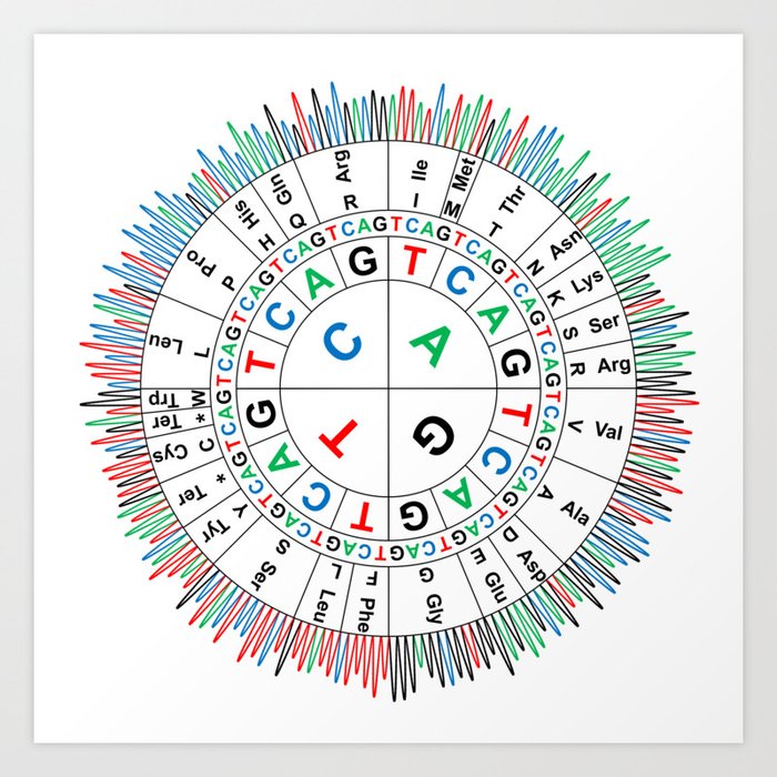 Sanger Codon Circle Art Print By Dansdna