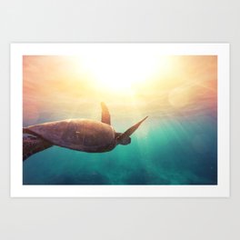 Sea Turtle - Underwater Nature Photography Art Print
