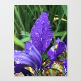 Purple Iris with Rain Droplets Canvas Print