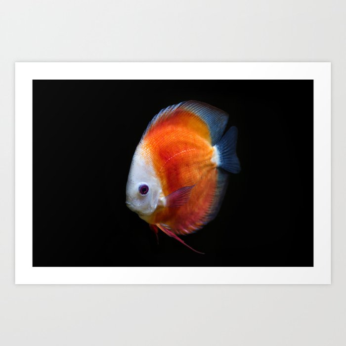 An Orange Discus Fish On A Black Background Art Print By Liptakrobi