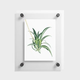 Bow plant watercolor Floating Acrylic Print