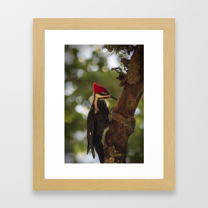 Woodpecker Framed Art Print
