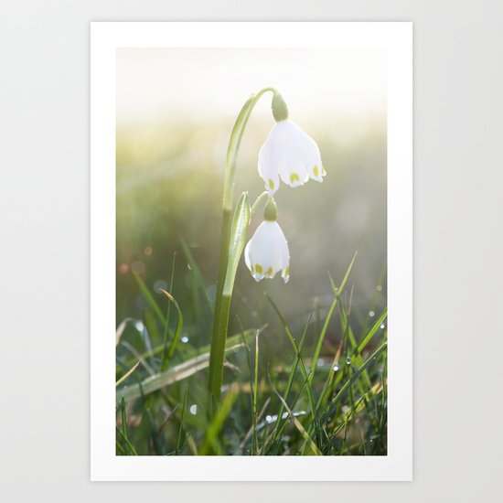 Shining - spring snowflake in sunlight - Flowers on #Society6 Art Print