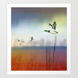 The Mallard Duck Flying Art Print | Sky, Mallard, Wild Life, Wild Duck, Duck, Birds, Graphicdesign, Landscape With Ducks, Nature, Lake 