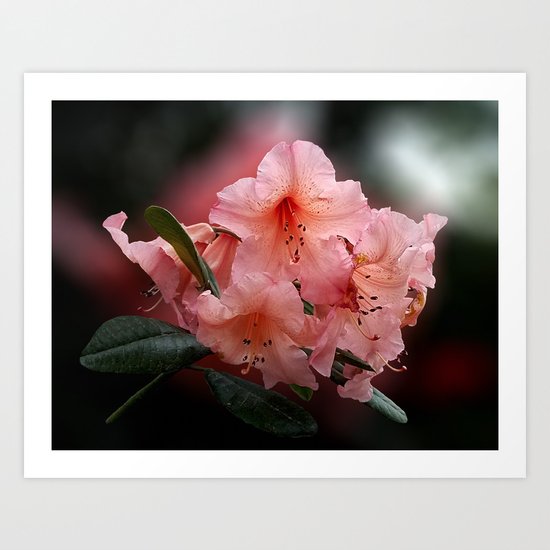 Tortoiseshell Wonder Rhododendron Art Print