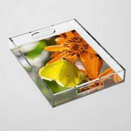 Yellow Butterfly Collecting Pollen On Orange Flower Acrylic Tray