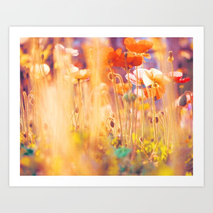 Flower Photograph. Poppies. I am Alice Art Print