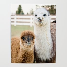 funny hungry alpacas Poster